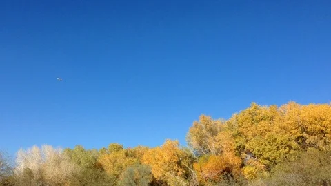 Airplane Passing Over Summer Trees Stock Footage 120762599