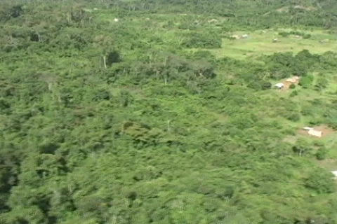 Airplane shadow of jungle canopy Stock Footage 286332