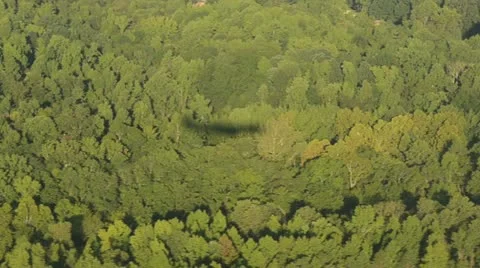 Airplane shadow on trees Stock Footage 12020816