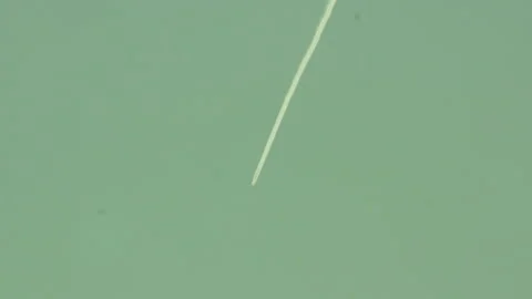 Airplane in the sky, stork's nest Video stock 88291232