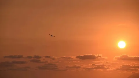 Airplane in the sky at sunset Video stock 81209833