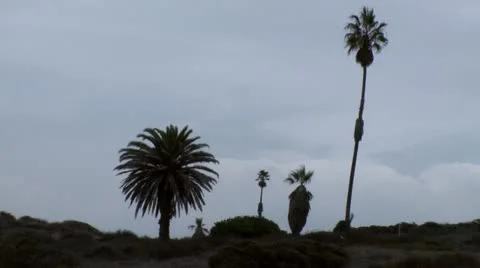 Airplane Take off Palms 1 Vídeo Stock 12716834