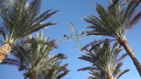 The Airplane Takes Off Above The Palm Trees Stock Footage