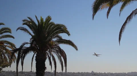 Airplane taking off between Palm trees Stock-Footage 30642546