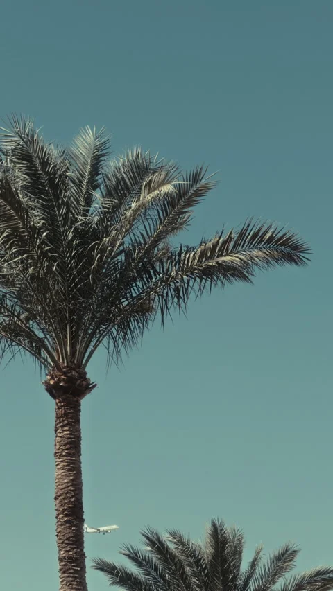 Airplane taking off with a palm tree on the foreground Stock Footage 303406007