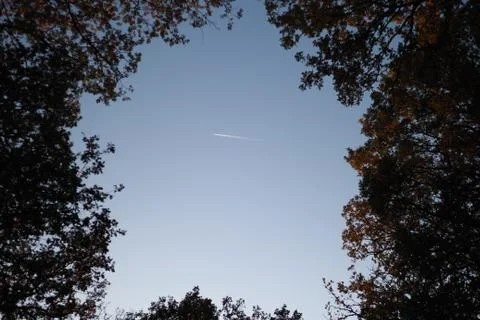 Airplane through threes 库存照片