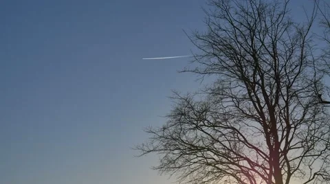 Airplane White Lines and Tree Without Leaves Vídeos de archivo 58697029