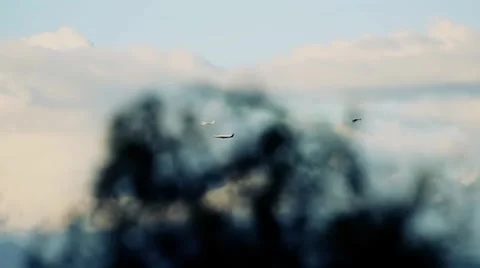 Airplanes Flying 動画素材 5315914