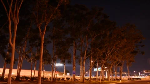 Airplanes Through Trees 動画素材 1104971