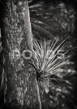 Airplant on palm Stock Photos