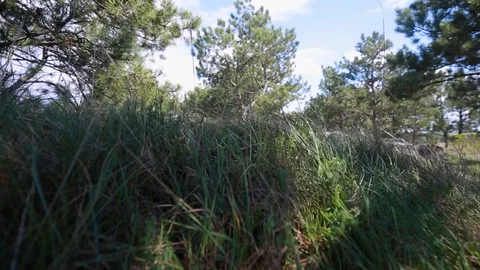 Airsoft. Soldier lying in the grass, looking through sniper scope. Ghillie suit Stock Footage 127756403