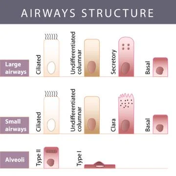 Airways structure Stock-Illustration