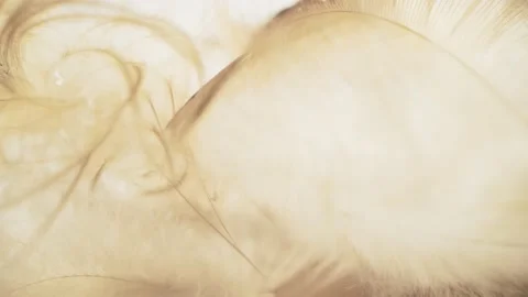 An airy concept of the lightness of bird fluff and feathers Stock Footage 144294071