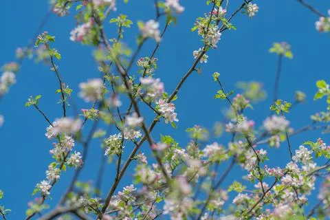 Airy floral pattern of spring branches, repetitive clusters of pale blossoms  Stock Photos