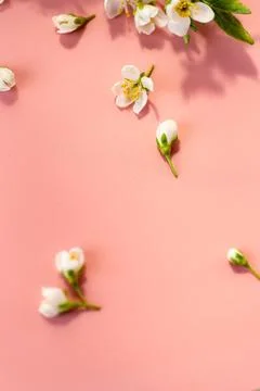 Airy spring flowers composition with white blossoms on pink Stock Photos