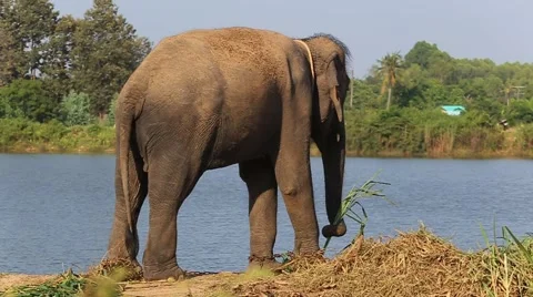 Aisan Elephant on the park Stock Footage 56841385