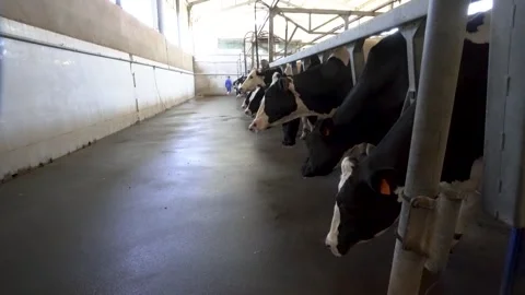 Aisle view of Holstein cows in a dairy barn Stock Footage 340518047