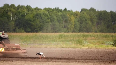Aist is looking for worms. He hunts on the field after the tractor's pass wit Stock Footage 152339807