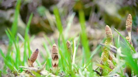 Aizu054 Stock-Footage 11066154