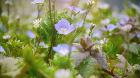 Aizu057 Vídeos de archivo 11066145