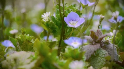 Aizu058 Stock Footage 11066157
