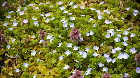 Aizu060 Stock Footage 11066158