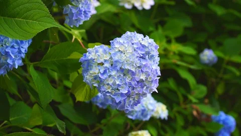 Ajisai Hydrangea Flowers Video stock 91377194