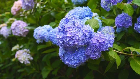 Ajisai Hydrangea Flowers Stock Video Pond5