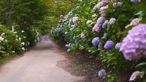 Ajisai Hydrangea Flowers Video stock 91377482