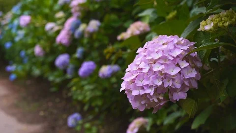 Ajisai Hydrangea Flowers Video stock 91377582