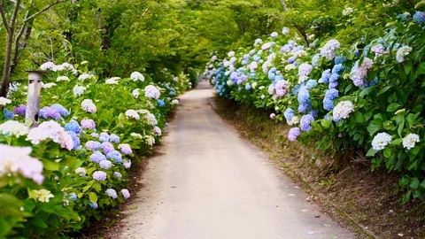 Ajisai Hydrangea Flowers Video stock 91377878