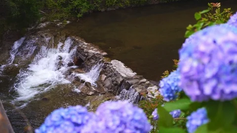 Ajisai Hydrangea Flowers Video stock 91378331