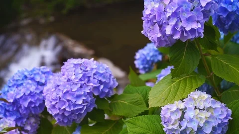 Ajisai Hydrangea Flowers Video stock 91378518