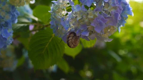 Ajisai Hydrangea Flowers Video stock 91378968