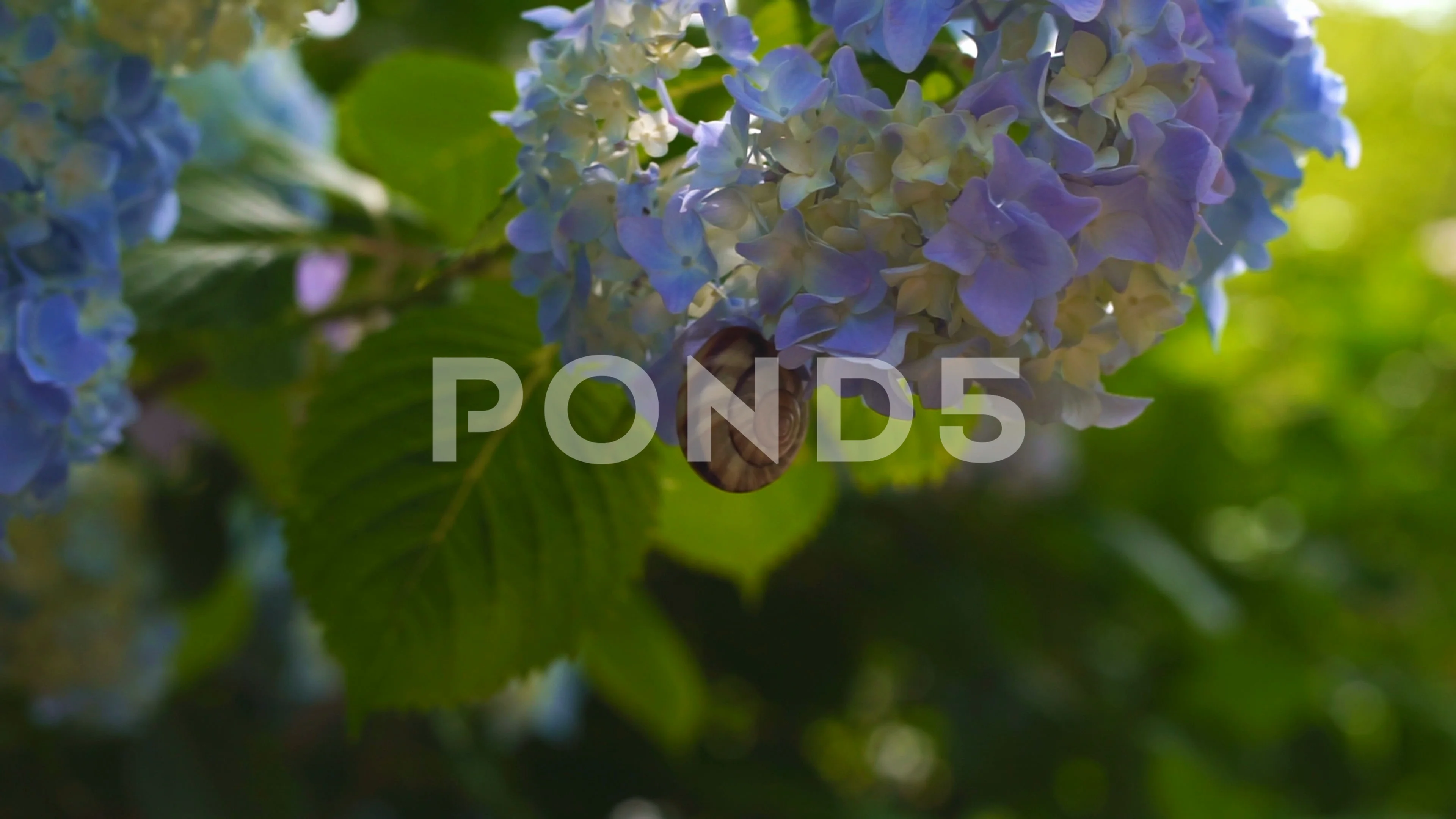 Ajisai Hydrangea Flowers Stock Video Pond5