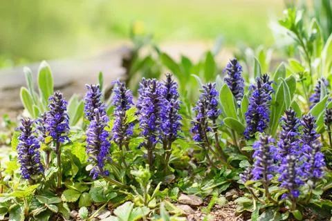 Ajuga, Bugleherb or Bugleweed (Ajuga reptans) in the spring garden Фото
