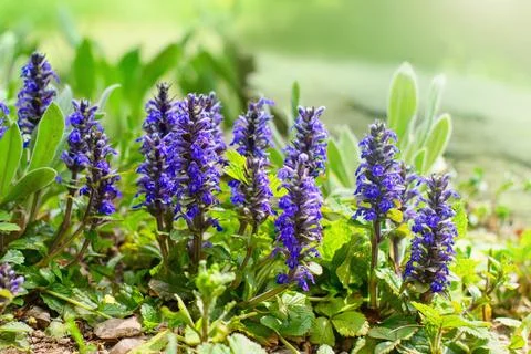 Ajuga, Bugleherb or Bugleweed (Ajuga reptans) in the spring garden Photos