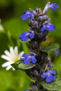Ajuga reptans close-up Stock Photos