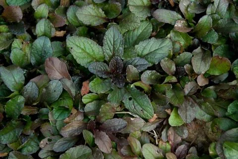 Ajuga reptans Stock Photos
