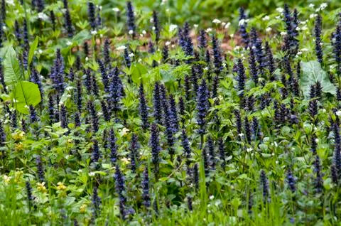 Ajuga reptans Fotos Stock