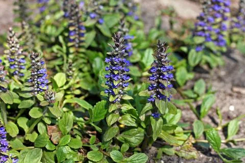 Ajuga reptans Stock Photos