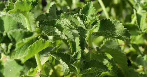 Ajwain. Stock Footage 237848646