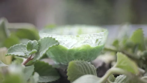 Ajwain paste made from natural carom seeds and green ajwain leaves Video stock 320248622