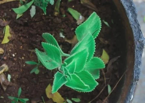 Ajwain tree in the pot Фото
