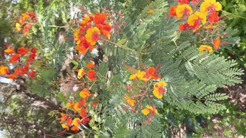 Aka, Pride of Barbados, Peacock, Red Bird of Paradise and Dwarf Poinciana Stock Footage 344907348