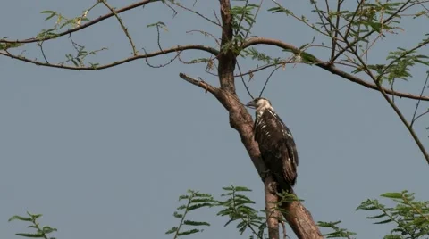 AKAGERA, RWANDA, JANUARY 2015: An eagle fly in the Akagera national park. Stock Footage 47849215