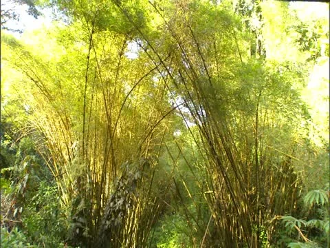 Akaka Falls on Kolekole Stream 스톡 동영상 22243287