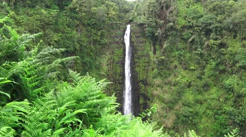 Akaka Falls , lush foilage Stock Footage 42967642