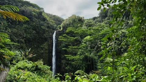 Akaka Falls Surrounded by Lush Rainforest Видео 331312832