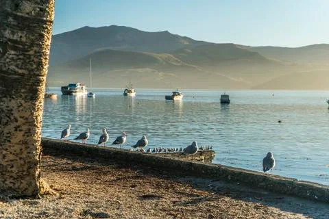 Akaroa Harbour Stock Photos